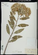 Pluchea carolinensis image