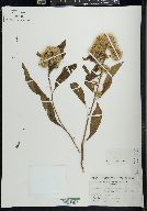 Pluchea tenuifolia image