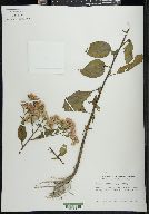 Pluchea odorata image