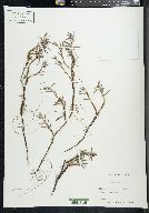 Polygonum paronychia image