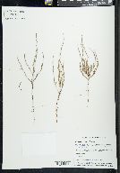 Polygonum tenue image