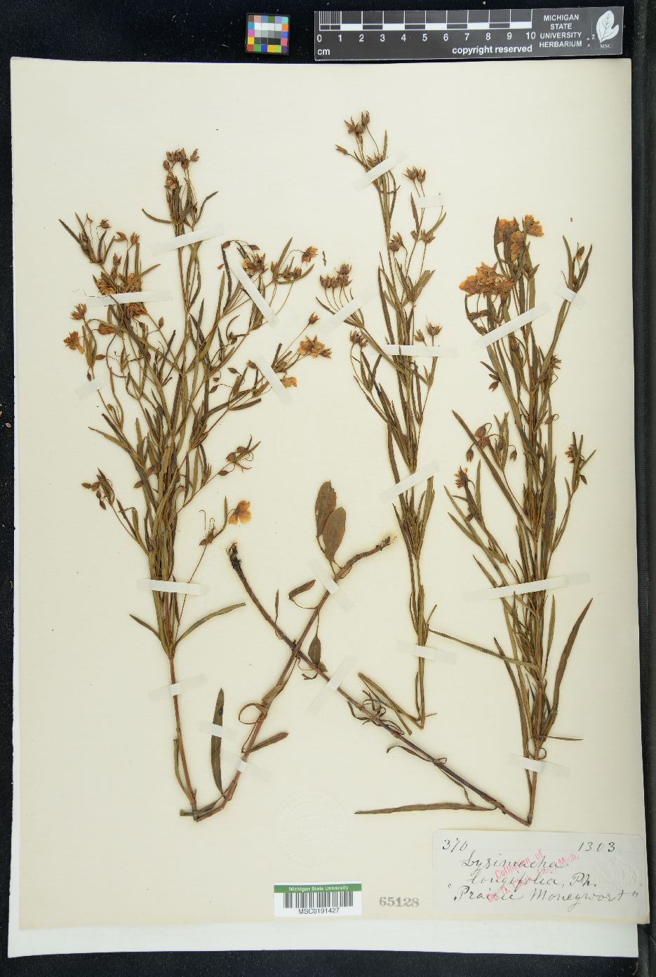 Lysimachia longifolia image