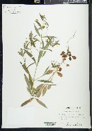 Lysimachia lanceolata image