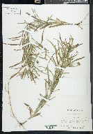 Lysimachia lanceolata image