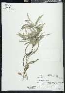 Lysimachia lanceolata image