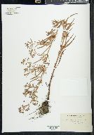 Lysimachia lanceolata image