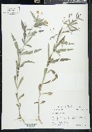 Lysimachia lanceolata image