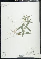 Lysimachia lanceolata image