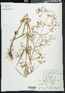 Lysimachia lanceolata image