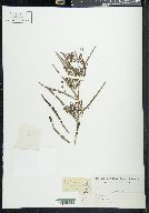 Lysimachia lanceolata image