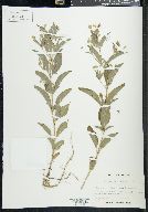 Lysimachia lanceolata image