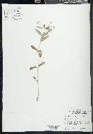 Lysimachia lanceolata image