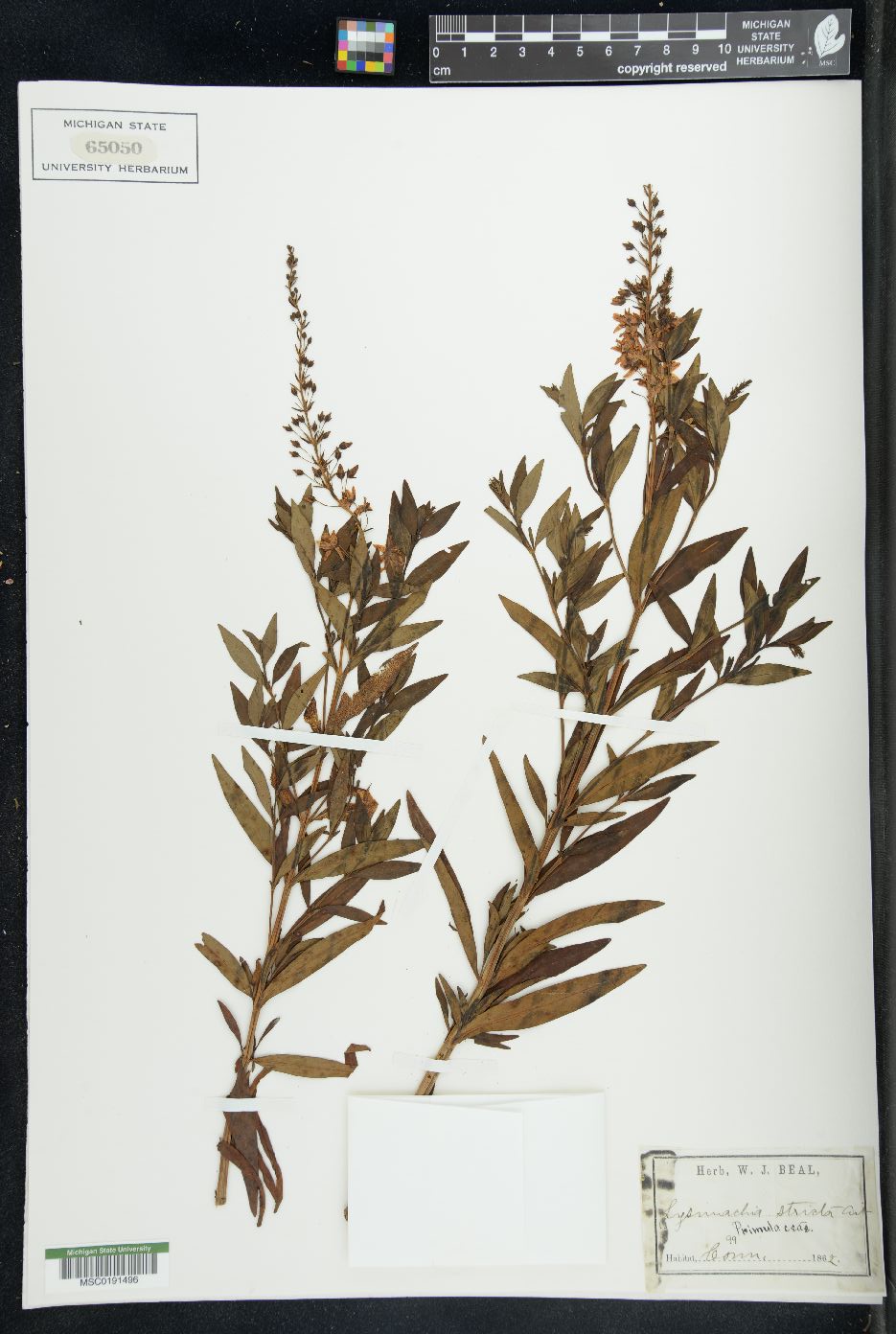 Lysimachia stricta image