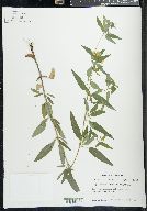 Lysimachia tonsa image