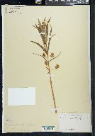 Lysimachia thyrsiflora image