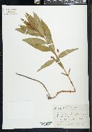 Lysimachia thyrsiflora image