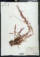 Rumex arcticus image