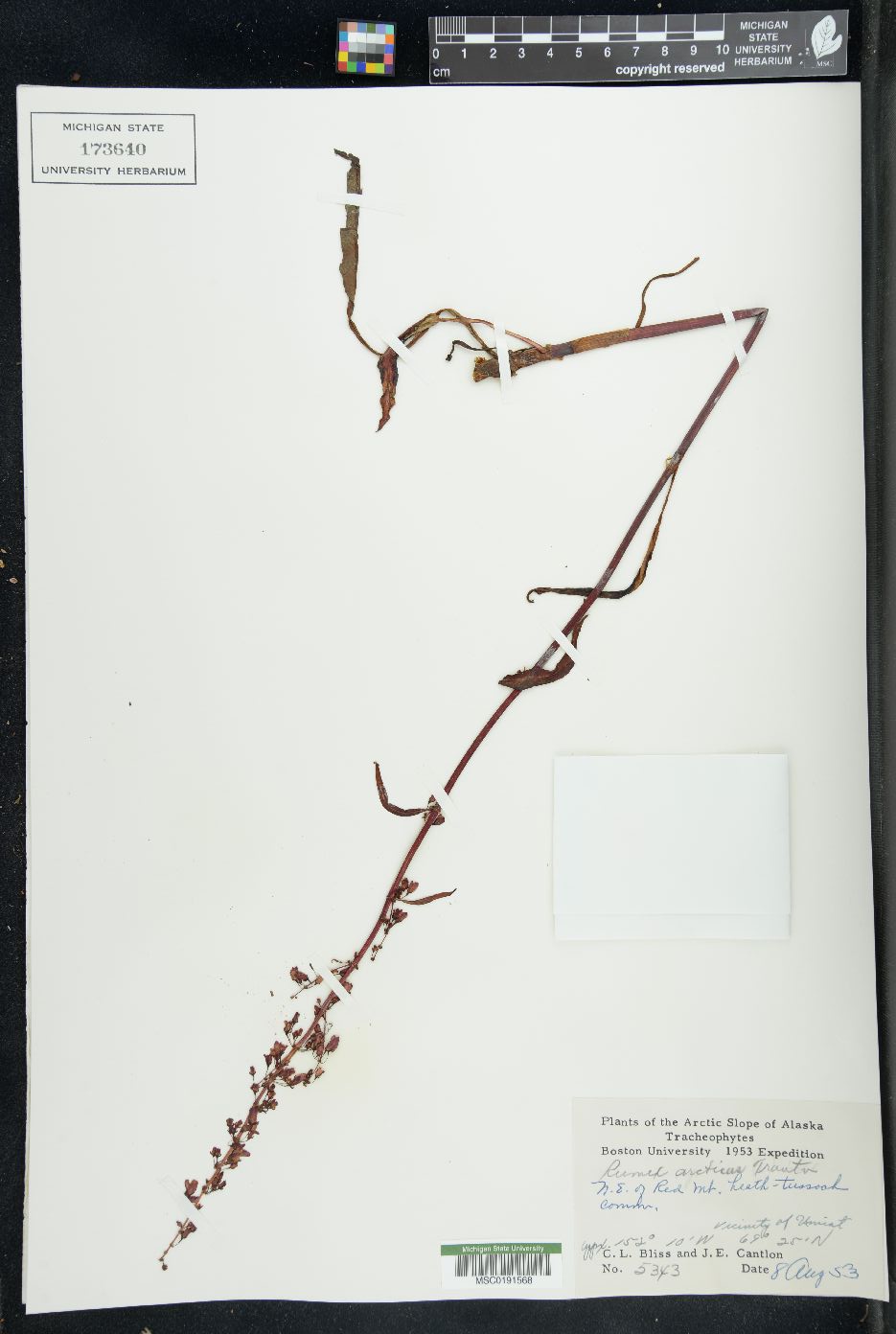 Rumex arcticus image