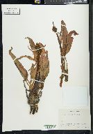 Rumex arcticus image