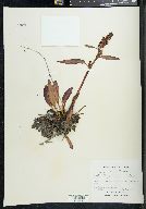 Rumex arcticus image