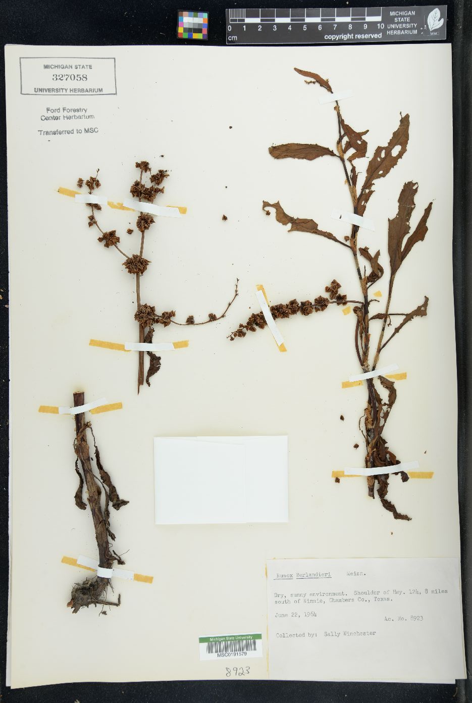 Rumex berlandieri image