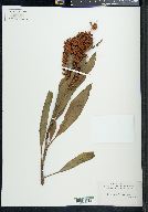 Rumex floridanus image