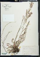 Rumex floridanus image