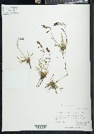 Rumex graminifolius image