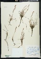 Rumex graminifolius image