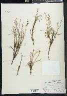 Rumex graminifolius image