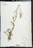 Rumex hastatulus image