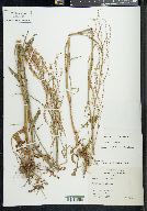 Rumex hastatulus image