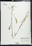 Rumex hastatulus image