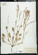 Rumex hastatulus image