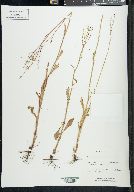 Rumex hastatulus image