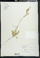 Rumex hastatulus image