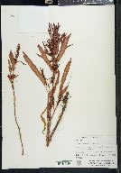 Rumex maritimus image