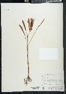 Rumex maritimus image