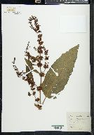 Rumex obtusifolius image