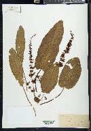 Rumex obtusifolius image