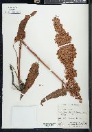 Rumex occidentalis image