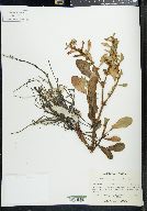 Rumex paraguayensis image