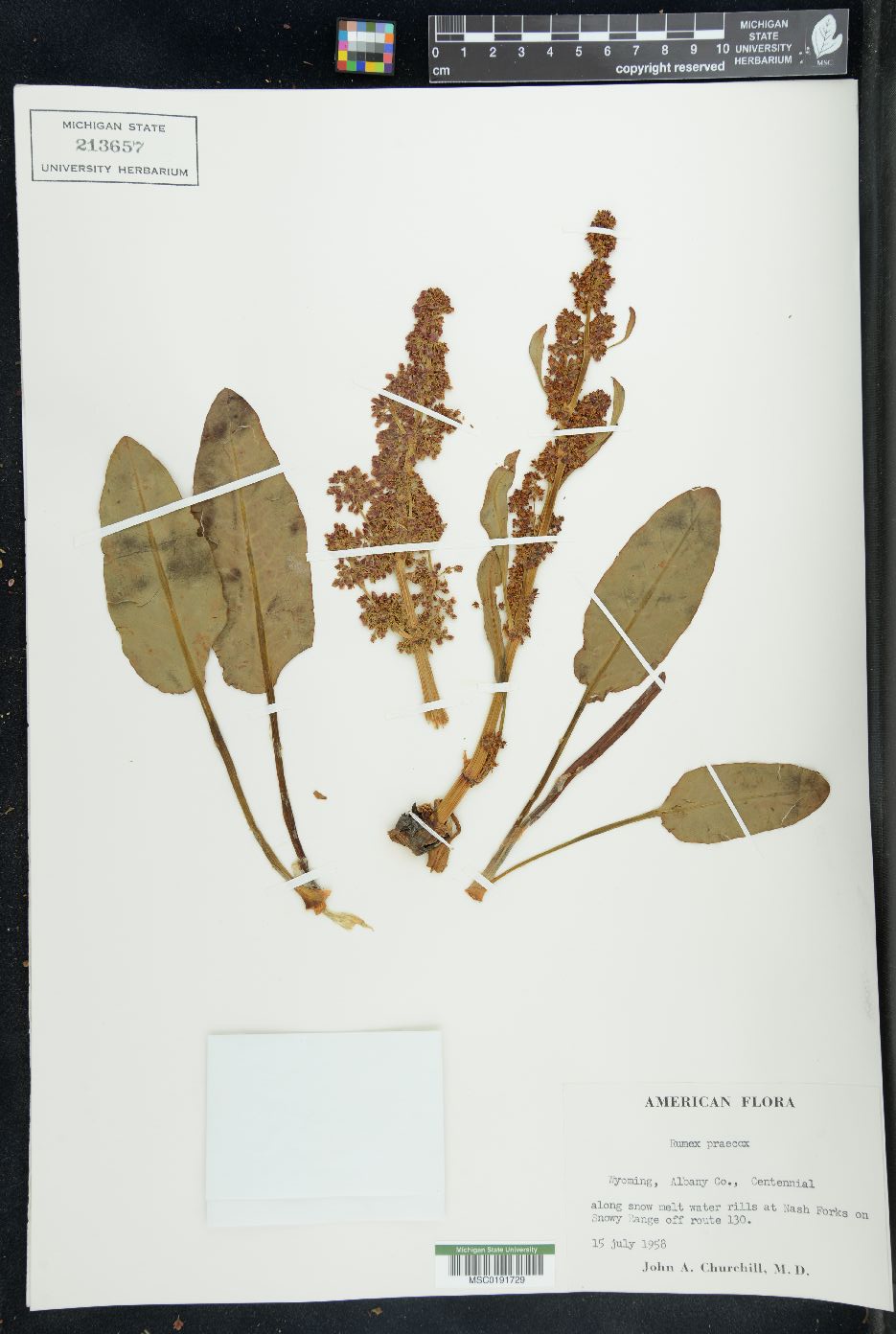 Rumex praecox image