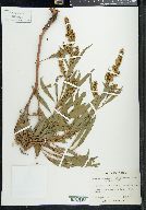 Rumex salicifolius image