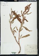 Rumex salicifolius image