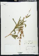 Rumex salicifolius image