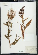 Rumex salicifolius image