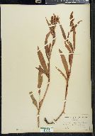 Rumex salicifolius image