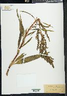 Rumex salicifolius image