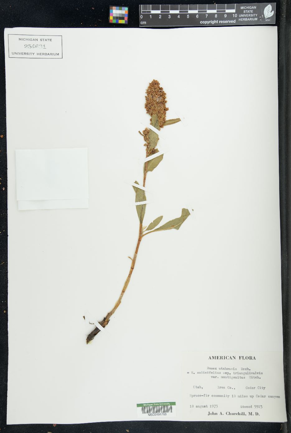 Rumex utahensis image